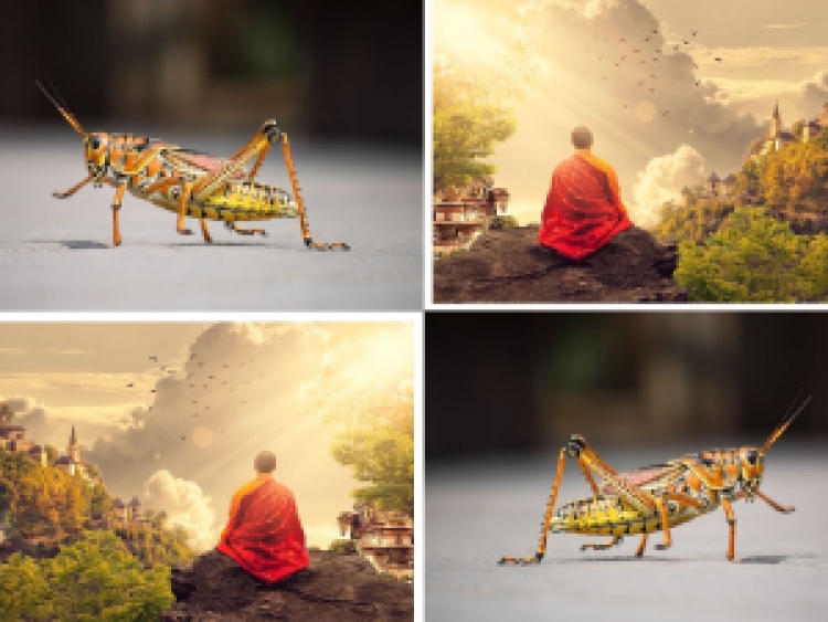 The Monk and the grasshopper moral story, 