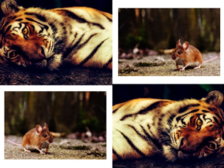 The wise mouse and bouncy tiger moral story,